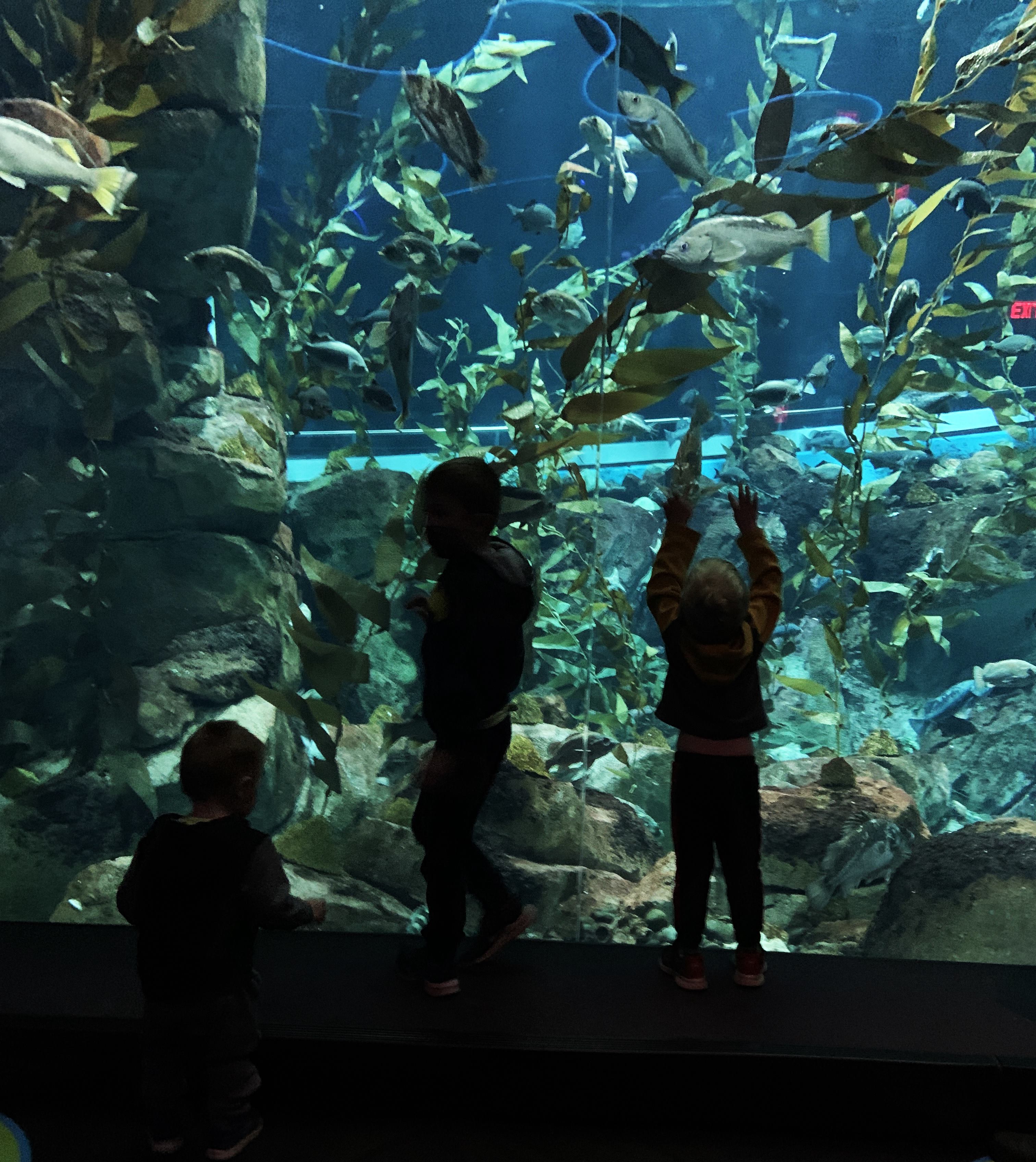 my boys at Ripley's aquarium